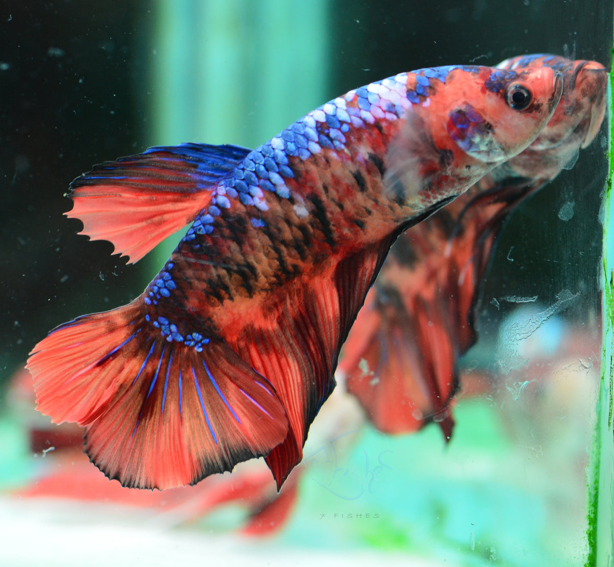 Giant Nemo HMPK Male