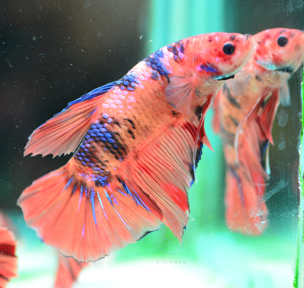 Giant Nemo HMPK Male