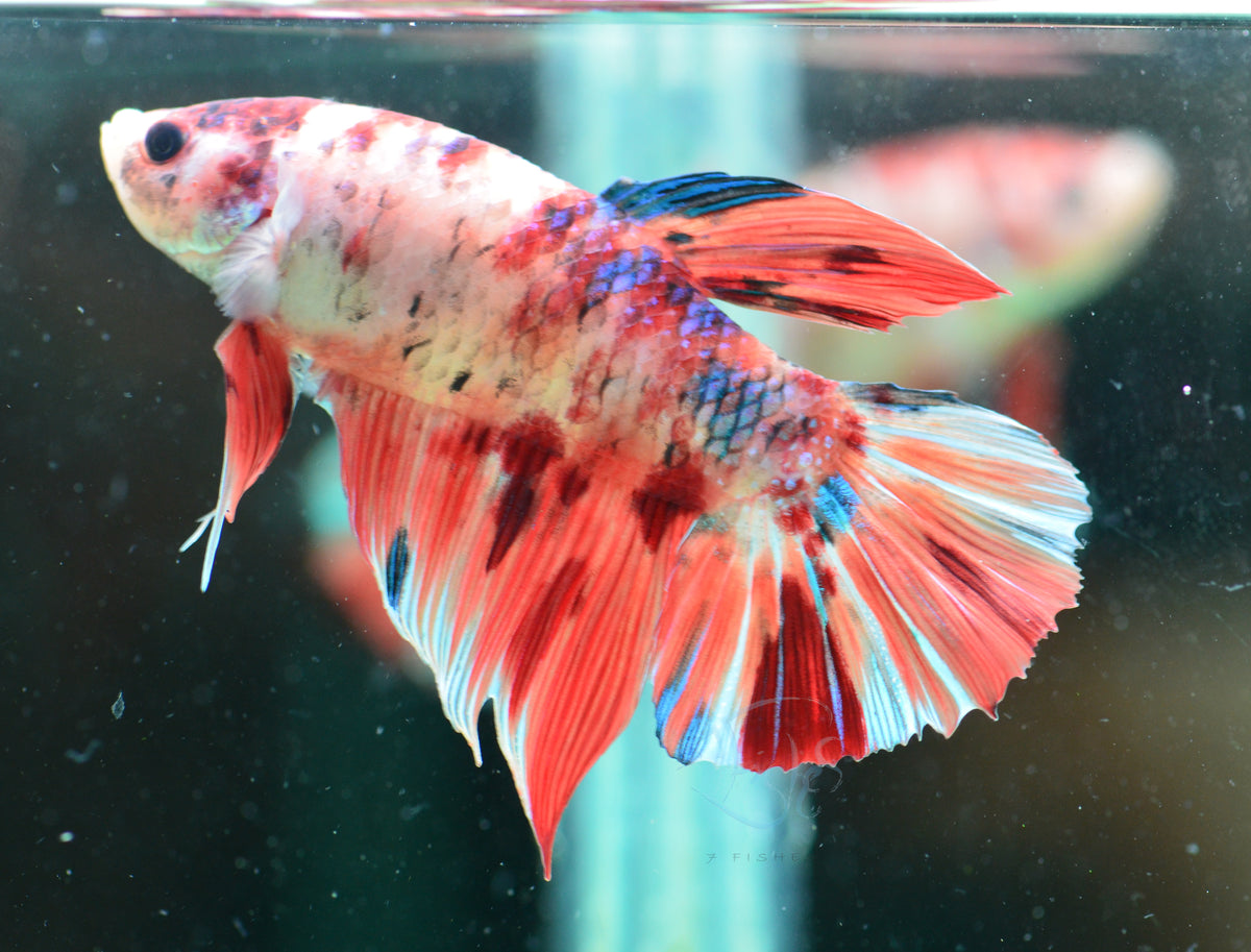 Giant Nemo HMPK Male