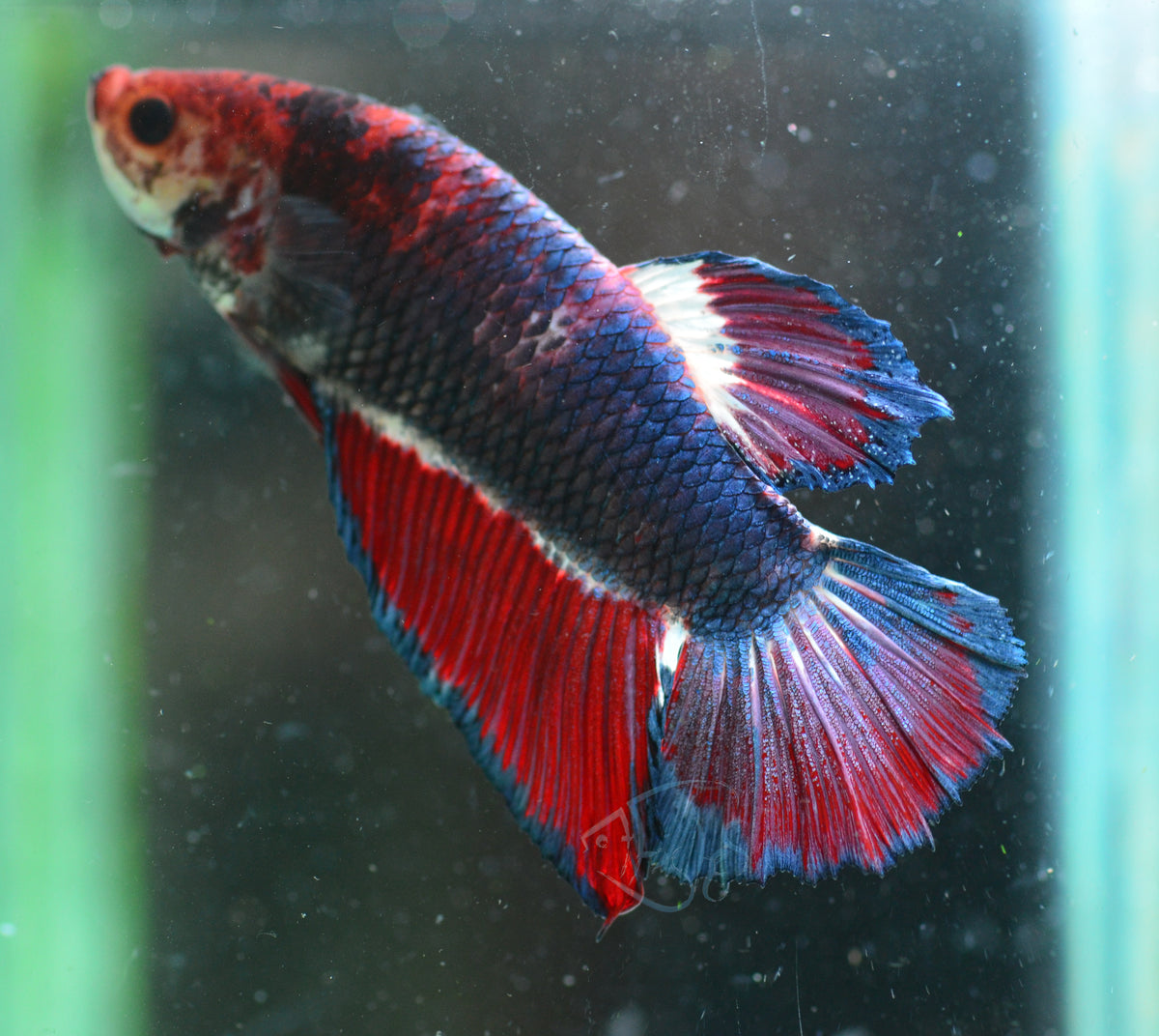 Giant Steel Marble HMPK Male
