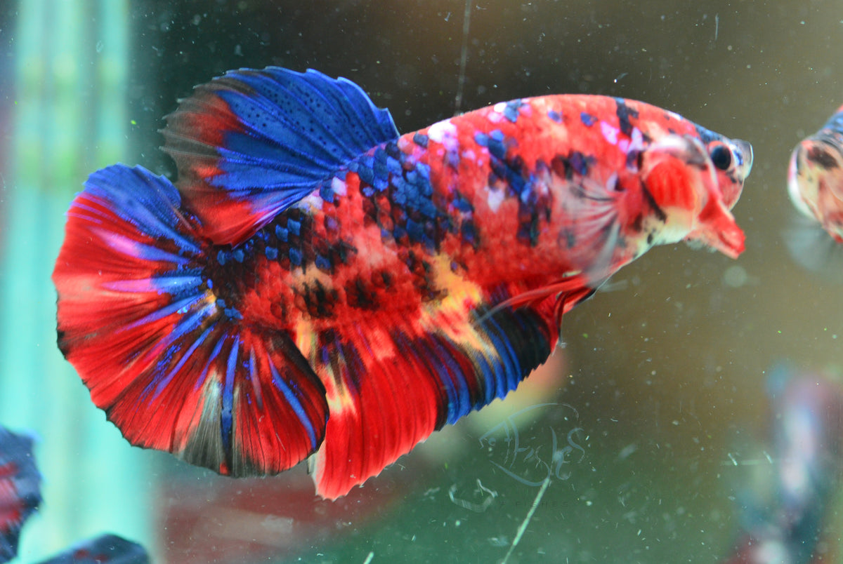 Giant Nemo HMPK Male