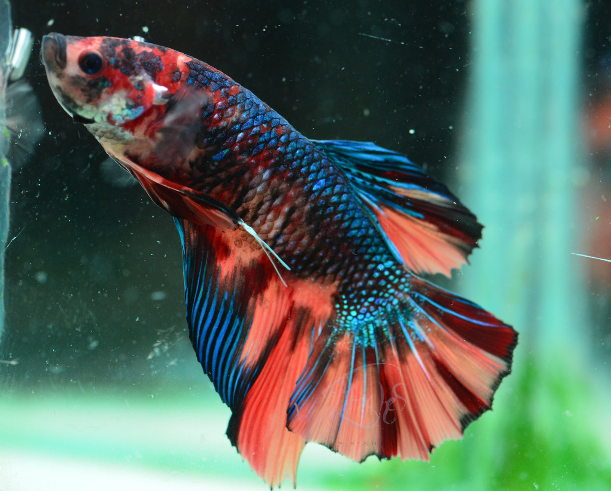 Giant Nemo HMPK Male