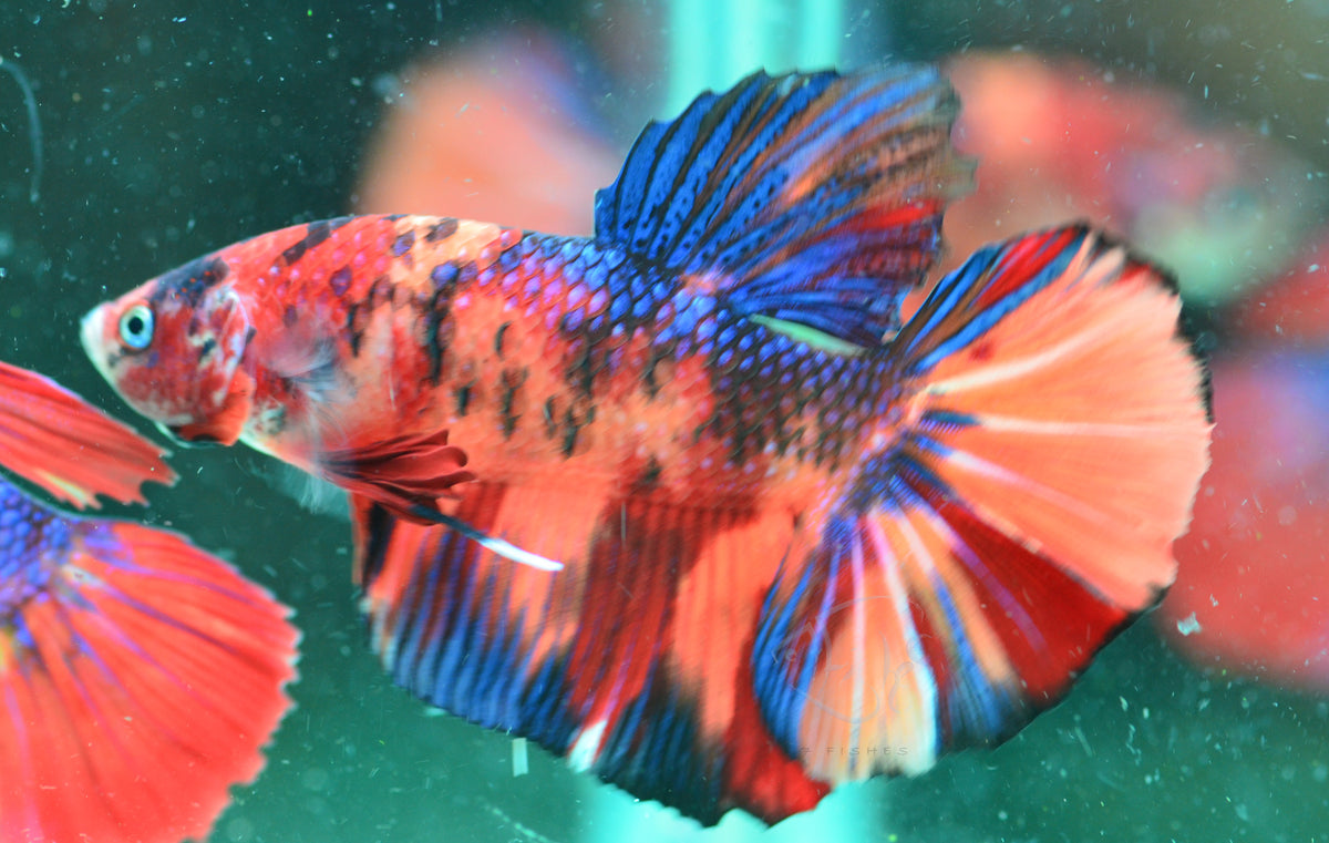 Giant Nemo HMPK Male
