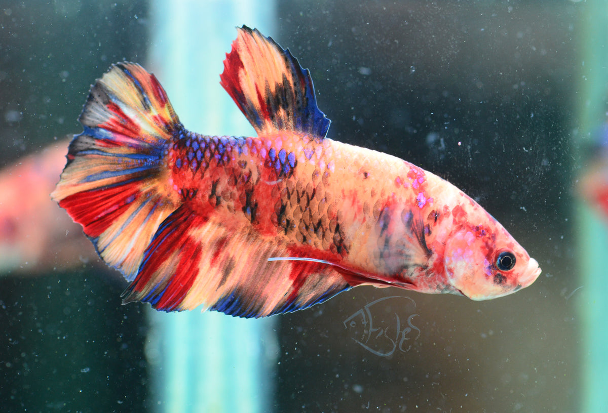 Giant Nemo HMPK Male