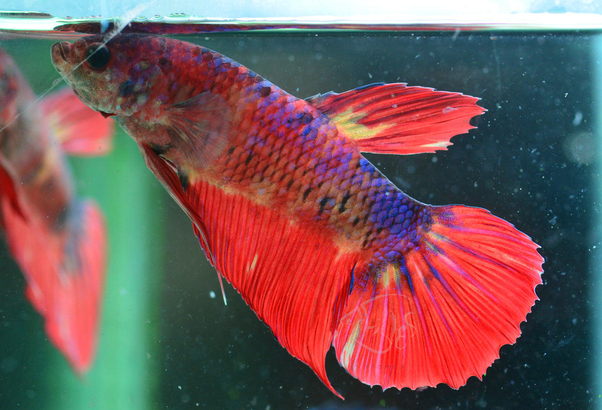 Giant Nemo HMPK Male