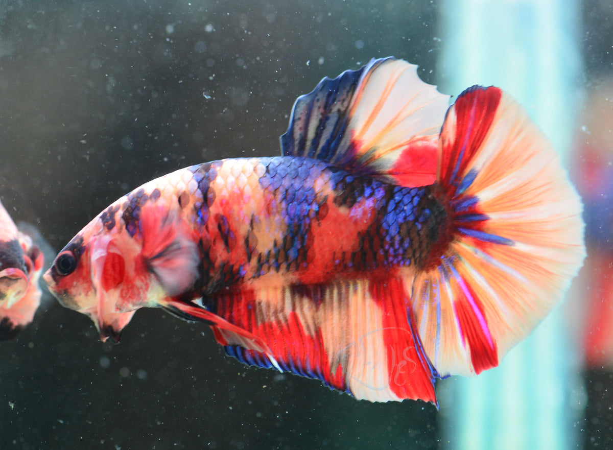 Giant Nemo HMPK Male