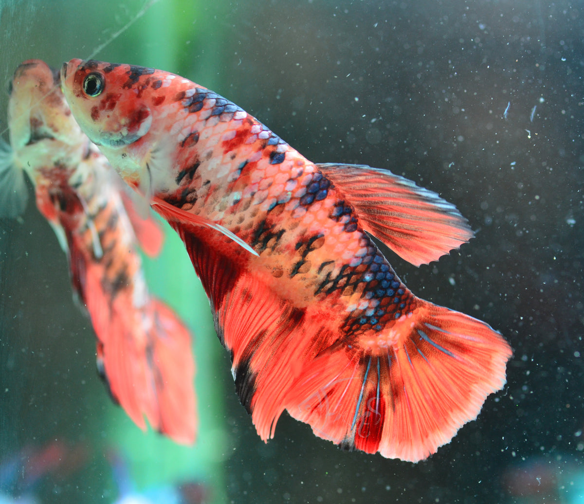 Giant Nemo HMPK Male