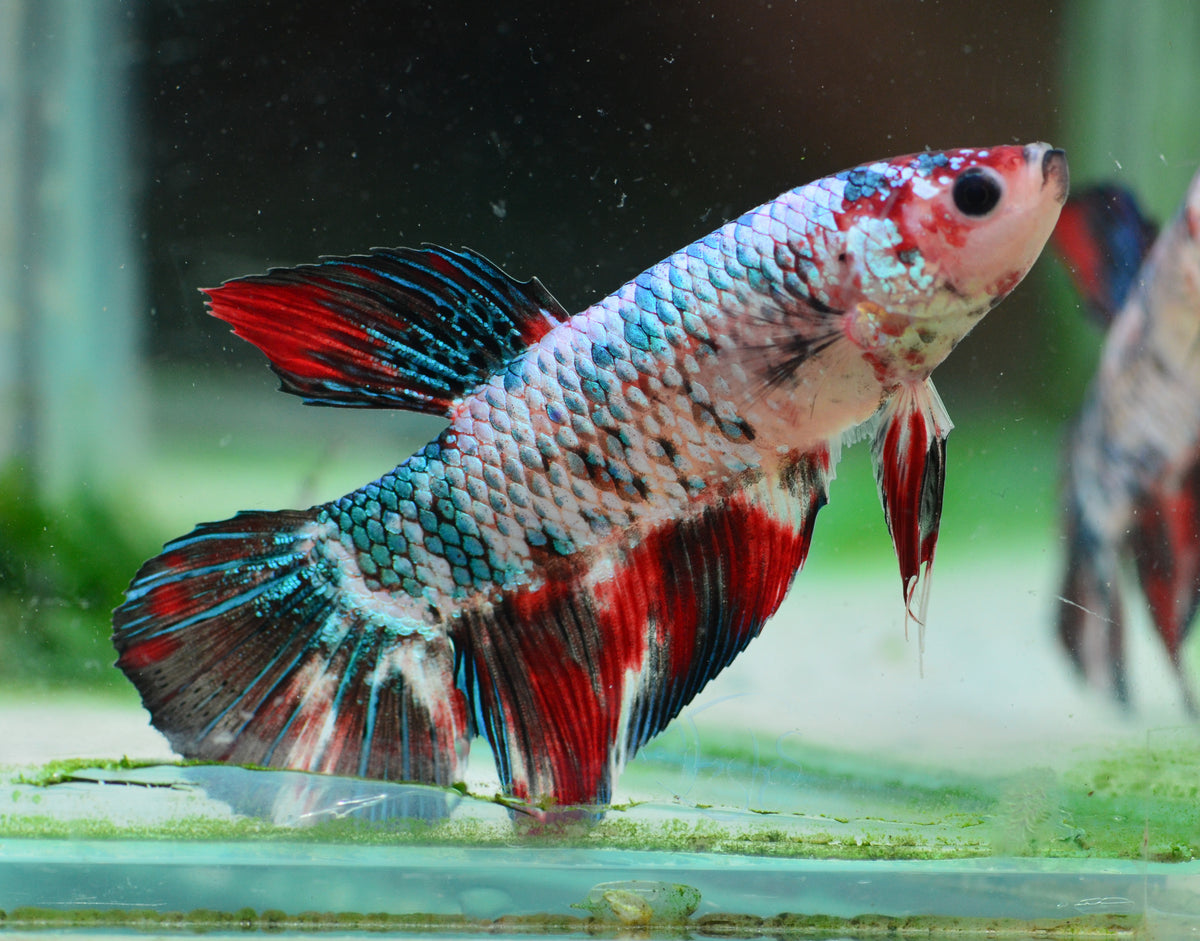 Giant Fancy HMPK Male