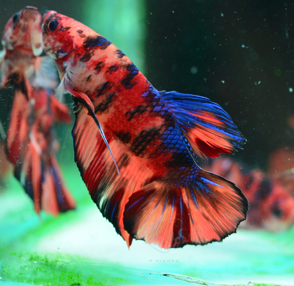 Giant Nemo HMPK Male