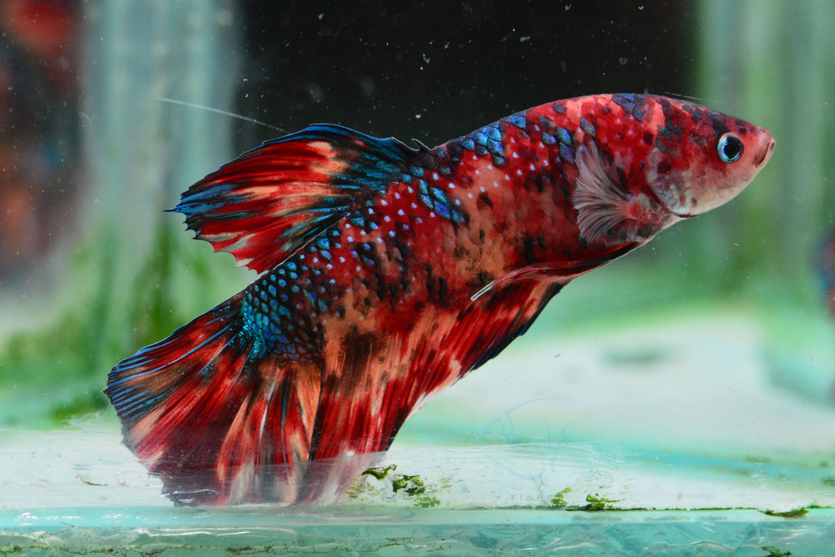 Giant Nemo HMPK Male