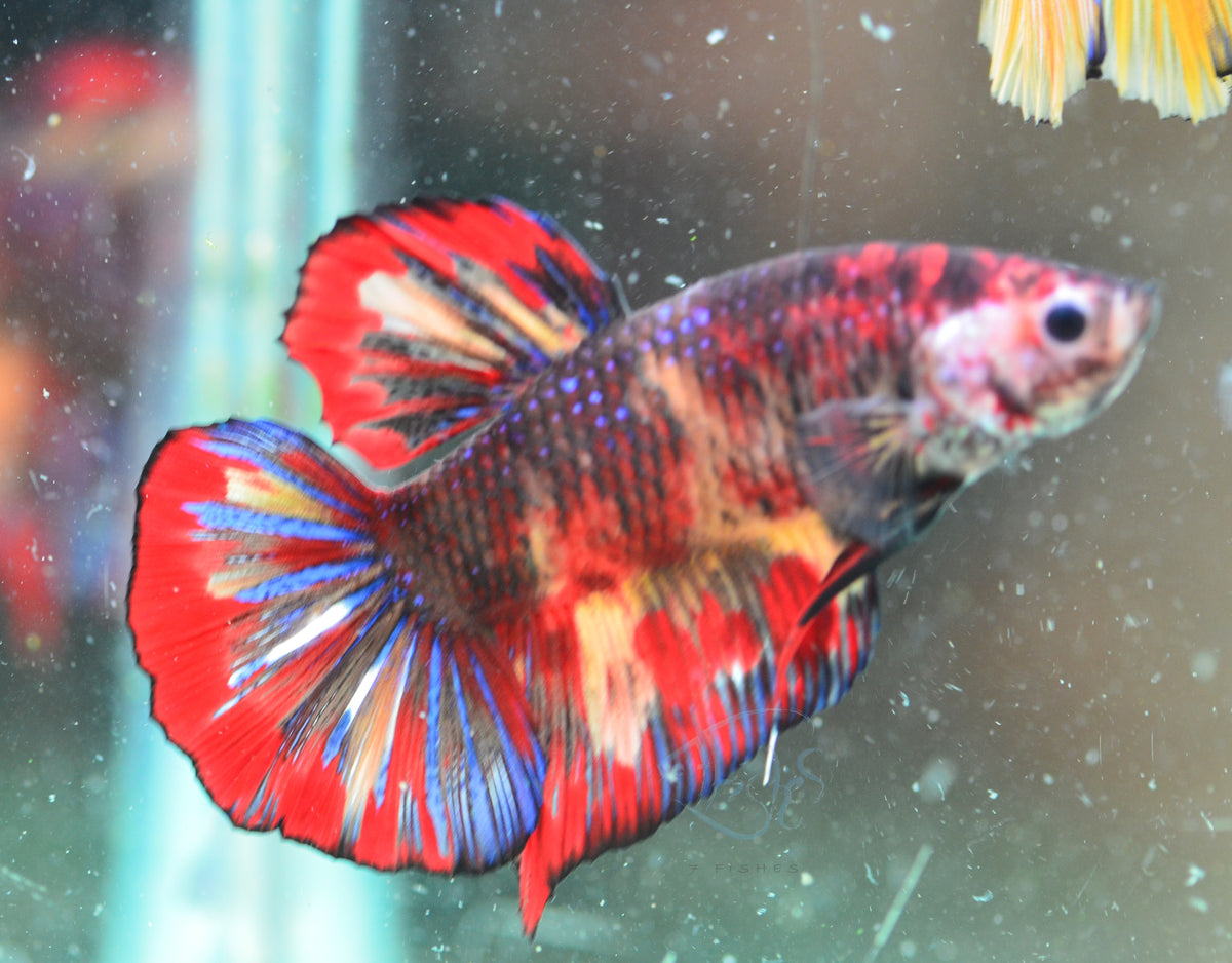 Giant Nemo HMPK Male