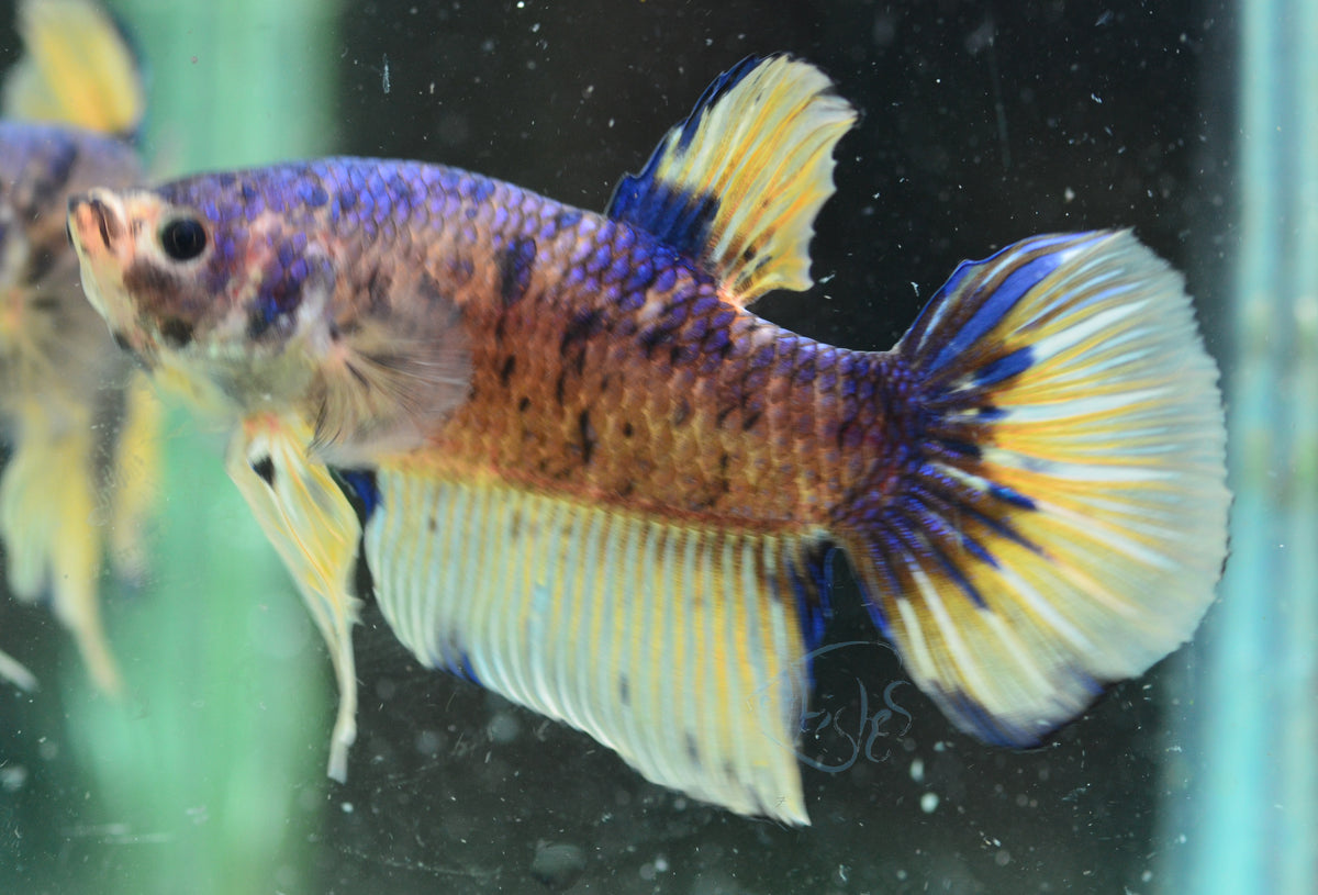 Giant Yellow Koi HMPK Male