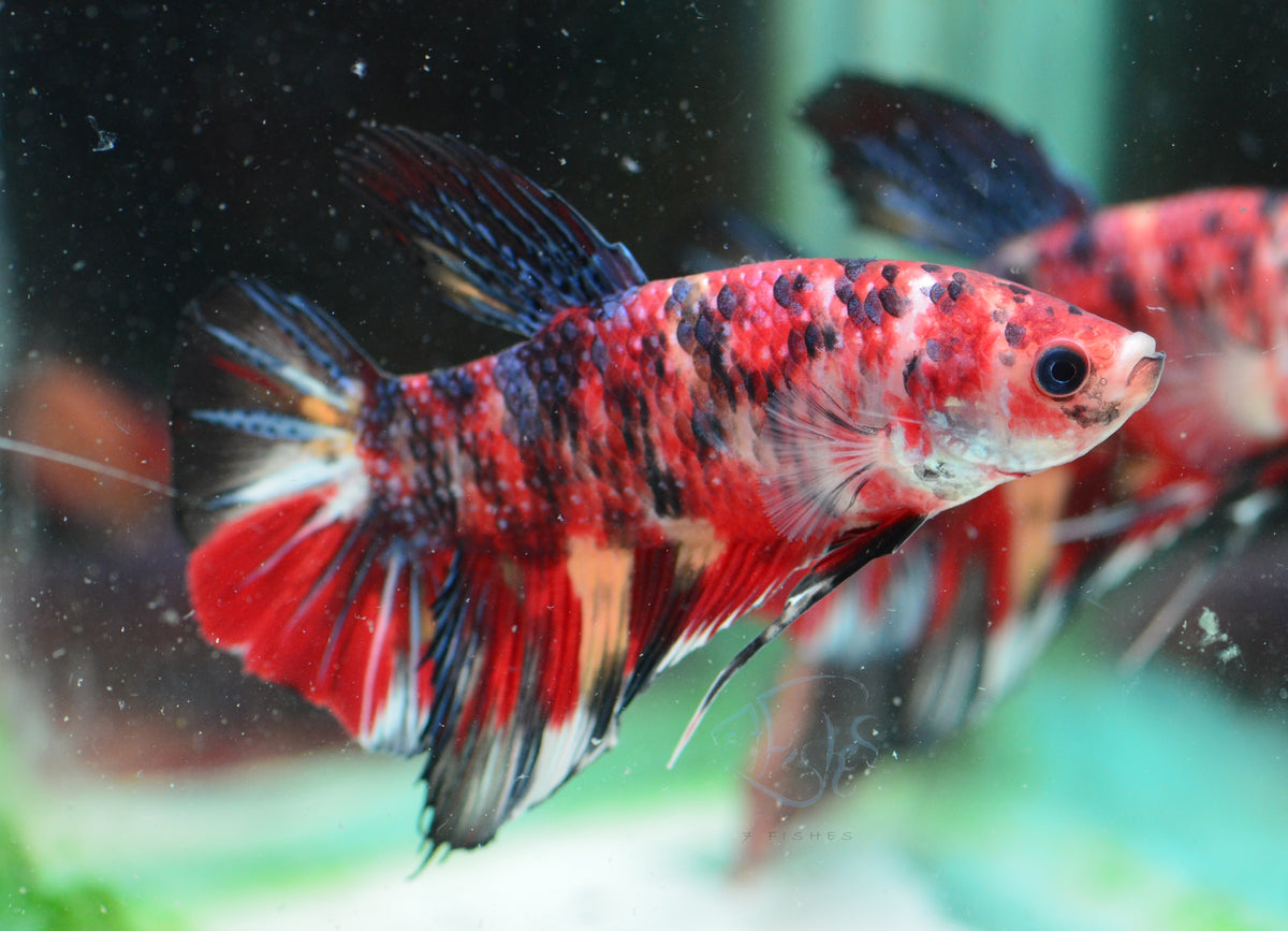 Giant Nemo HMPK Male