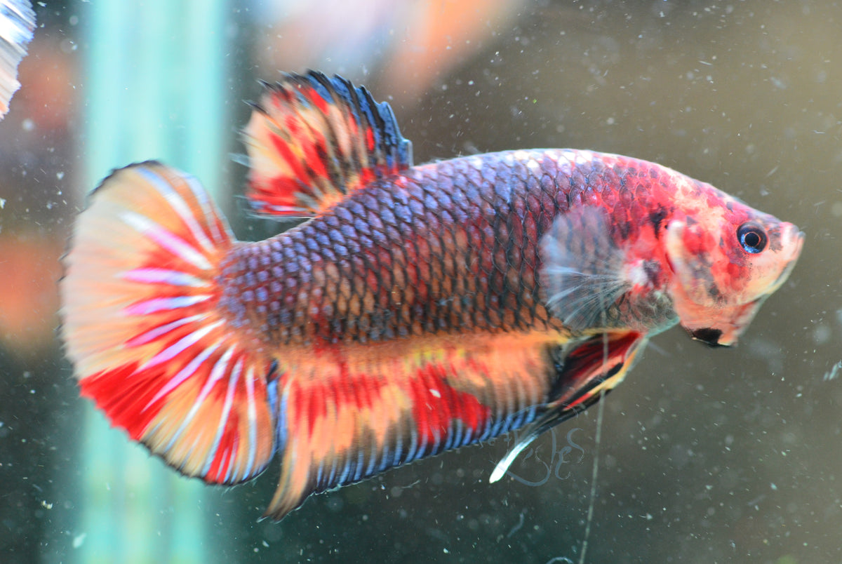 Giant Black Nemo HMPK Male