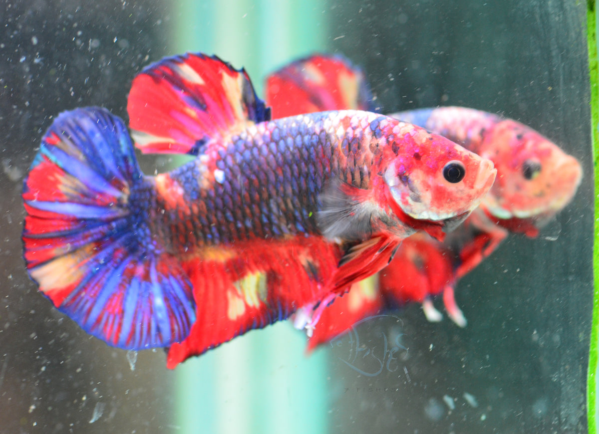 Giant Nemo HMPK Male