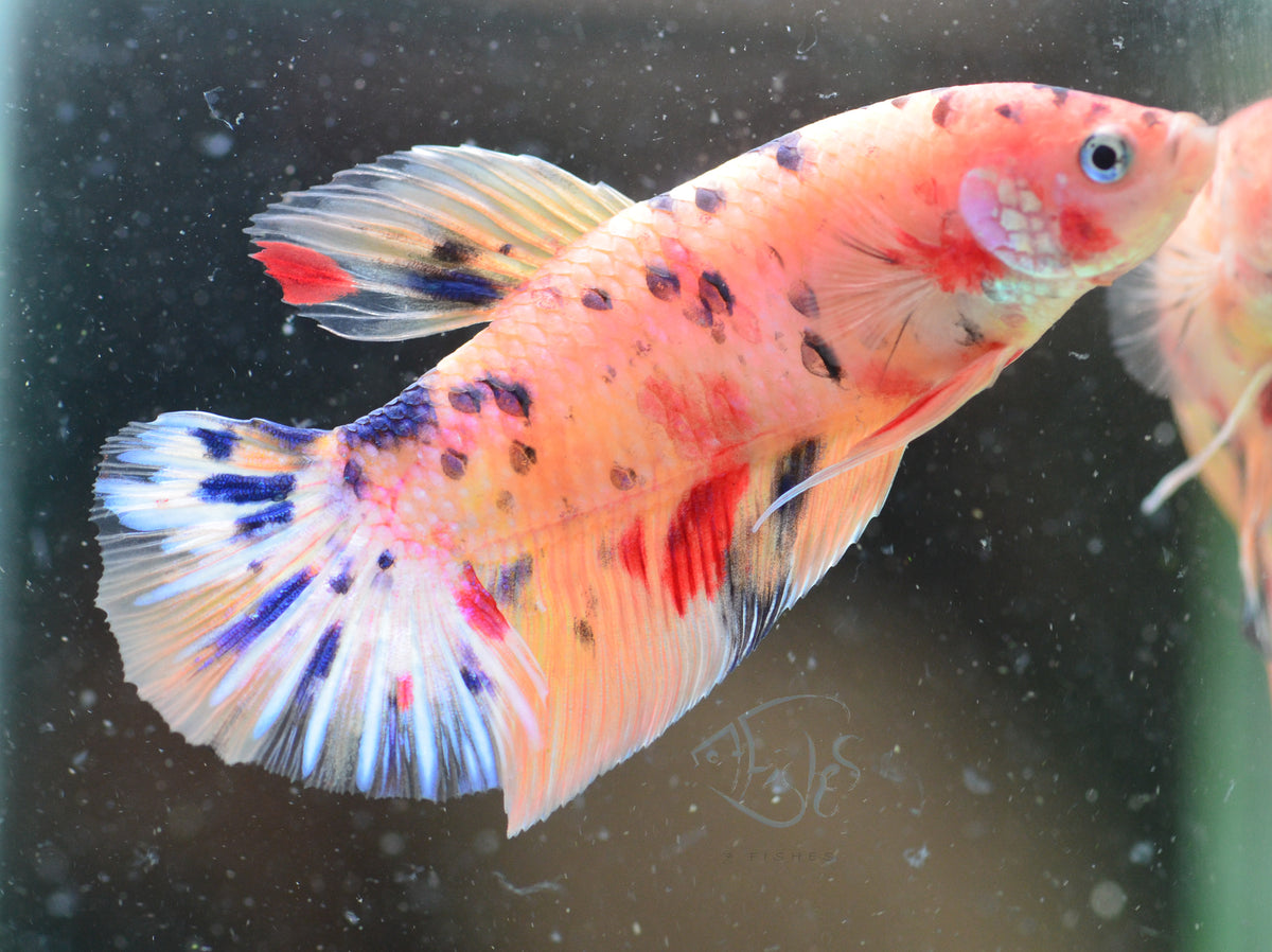 Giant Nemo HMPK Male
