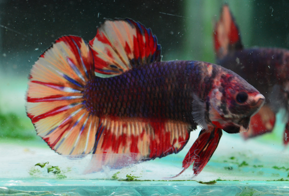 Giant Black Nemo HMPK Male