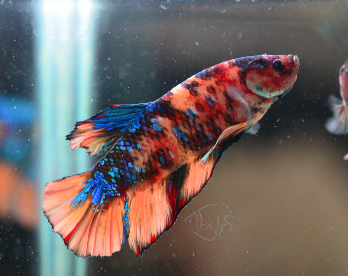 Giant Nemo HMPK Male
