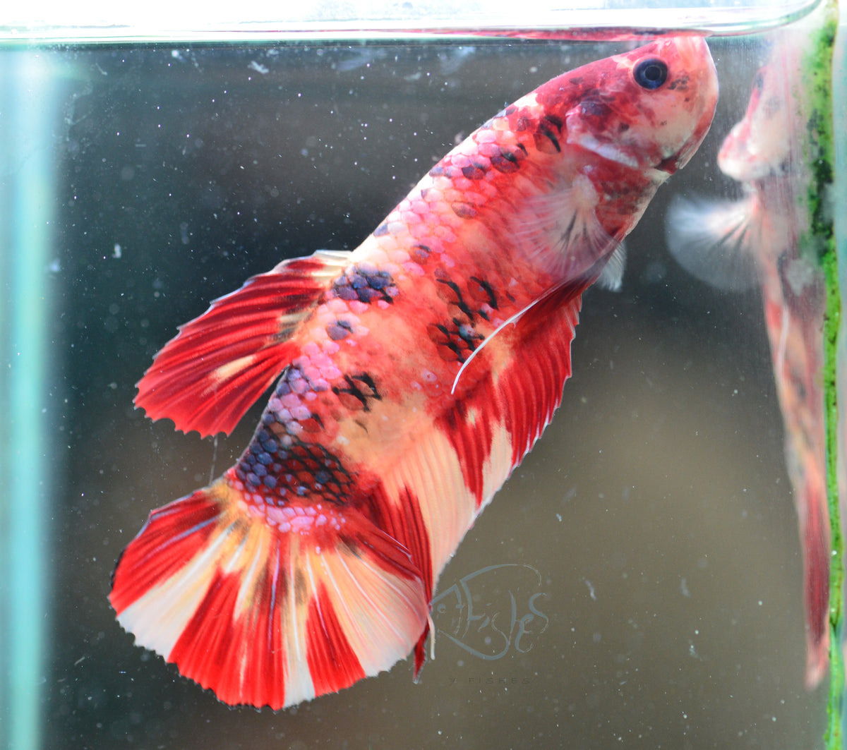Giant Nemo HMPK Male
