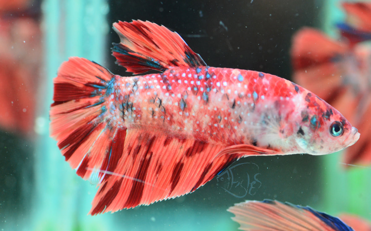 Giant Nemo HMPK Male