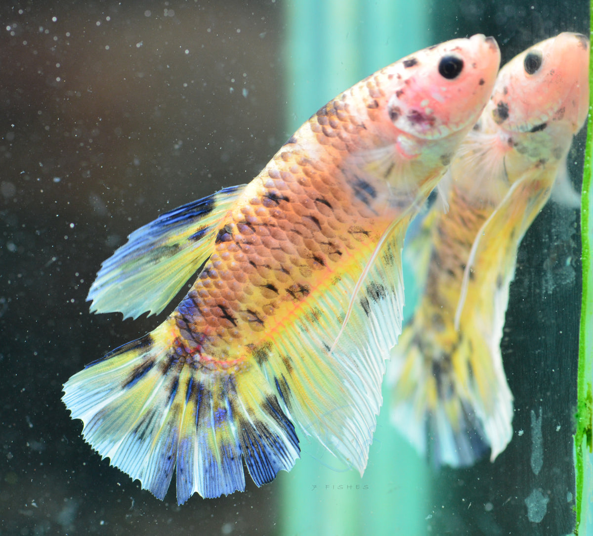 Giant Yellow Koi HMPK Male