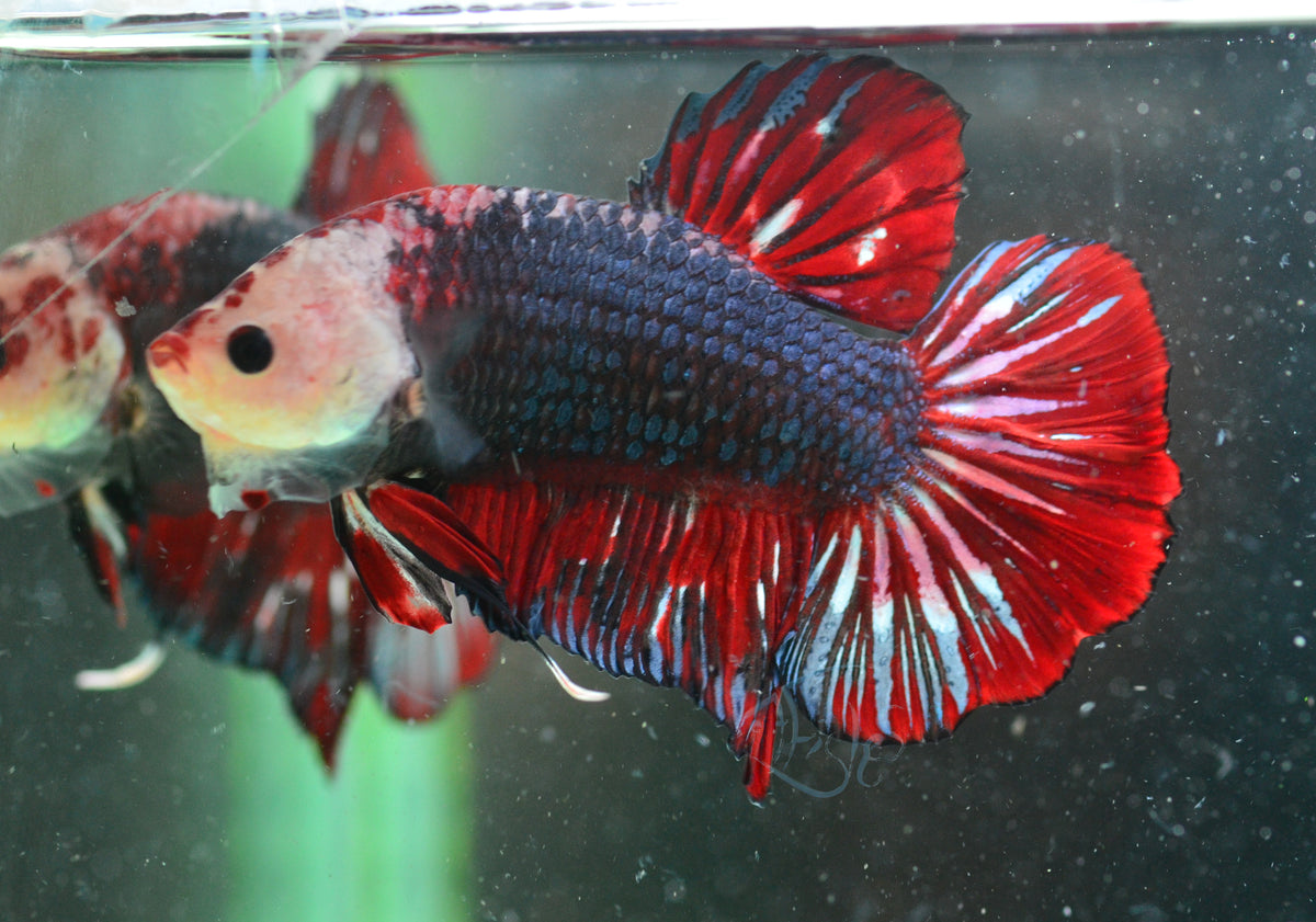 Giant Steel Marble HMPK Male