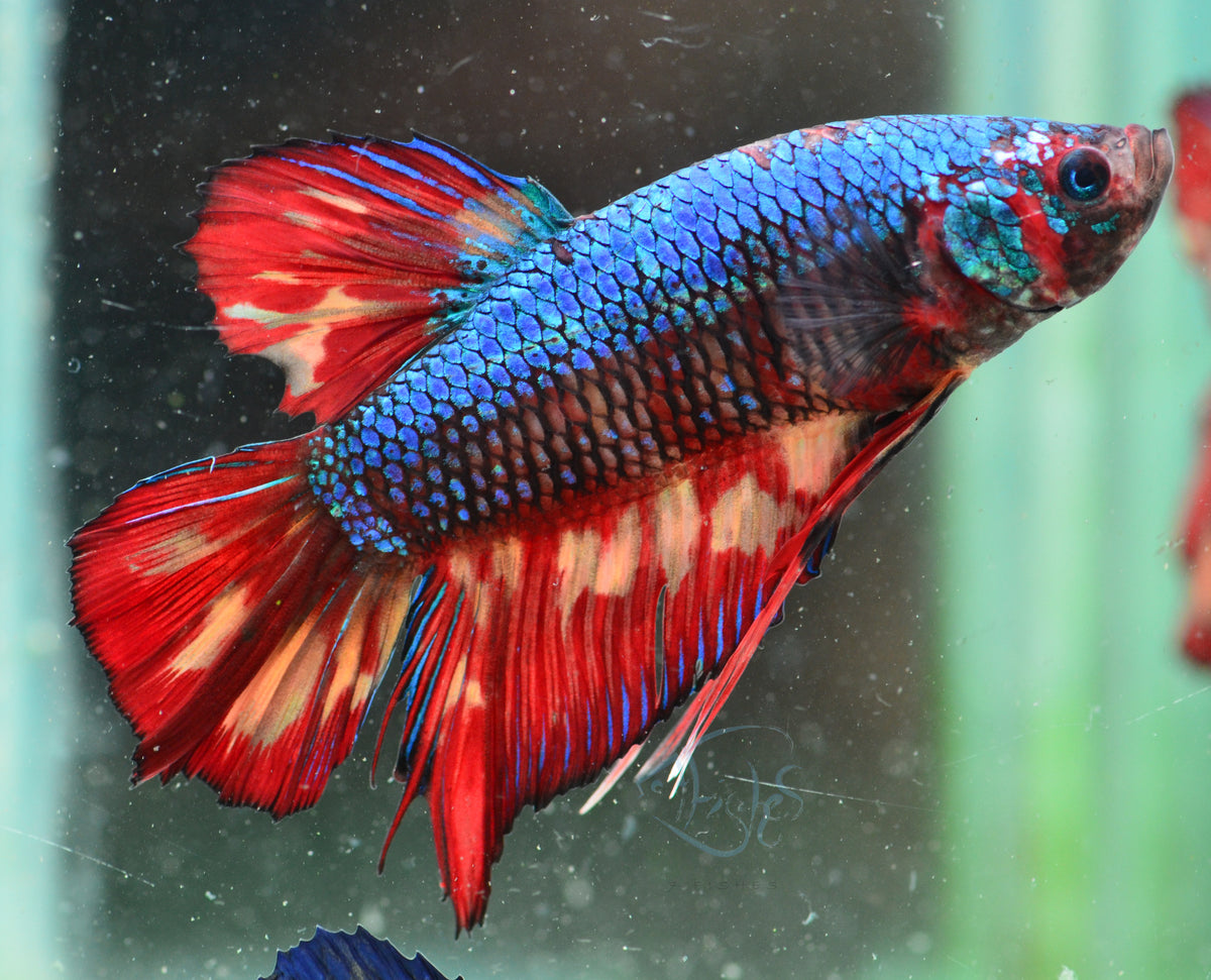 Giant Turquoise Nemo HMPK Male