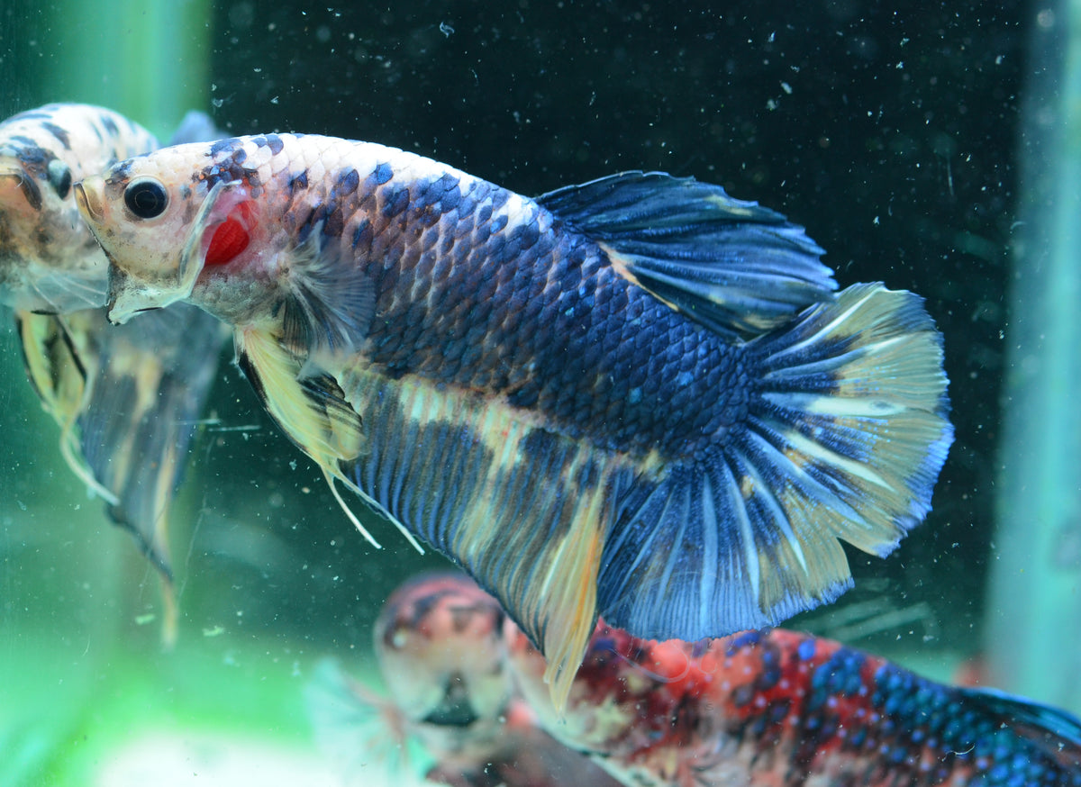 Giant Steel Marble HMPK Male