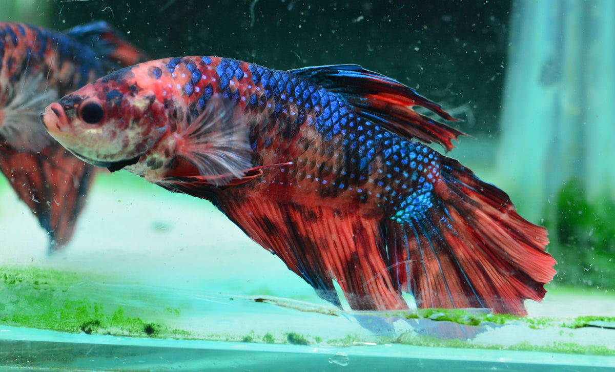 Giant Nemo HMPK Male