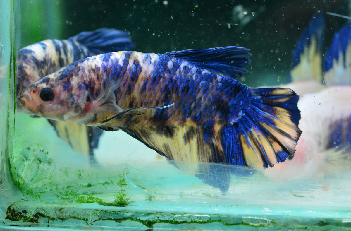 Giant Yellow Marble HMPK Male
