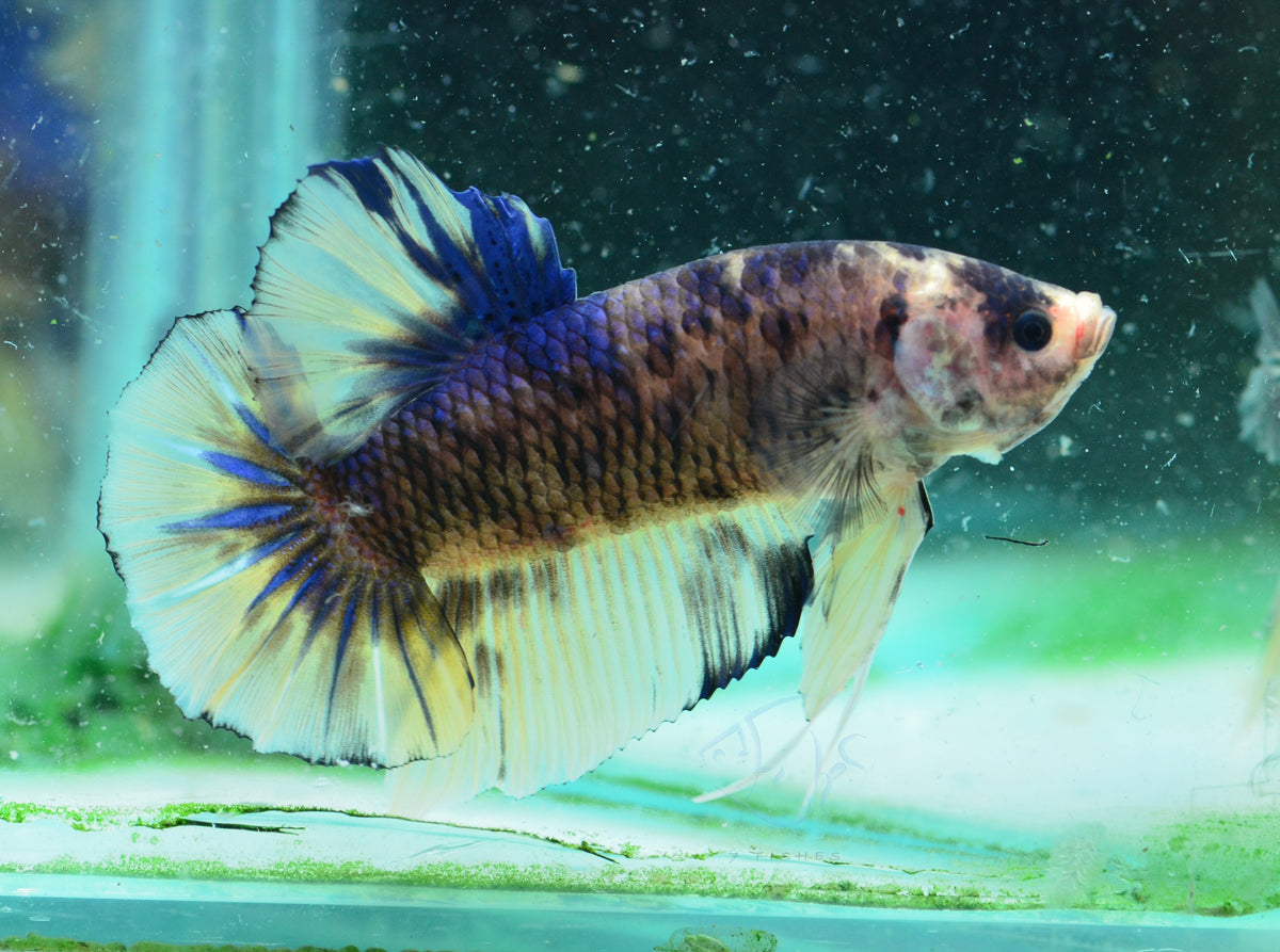 Giant Yellow Marble HMPK Male