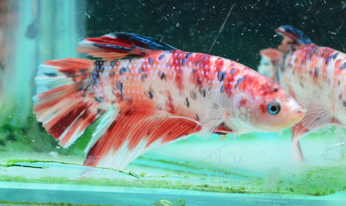 Giant Nemo HMPK Male