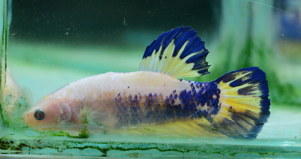 Giant Marble HMPK Male