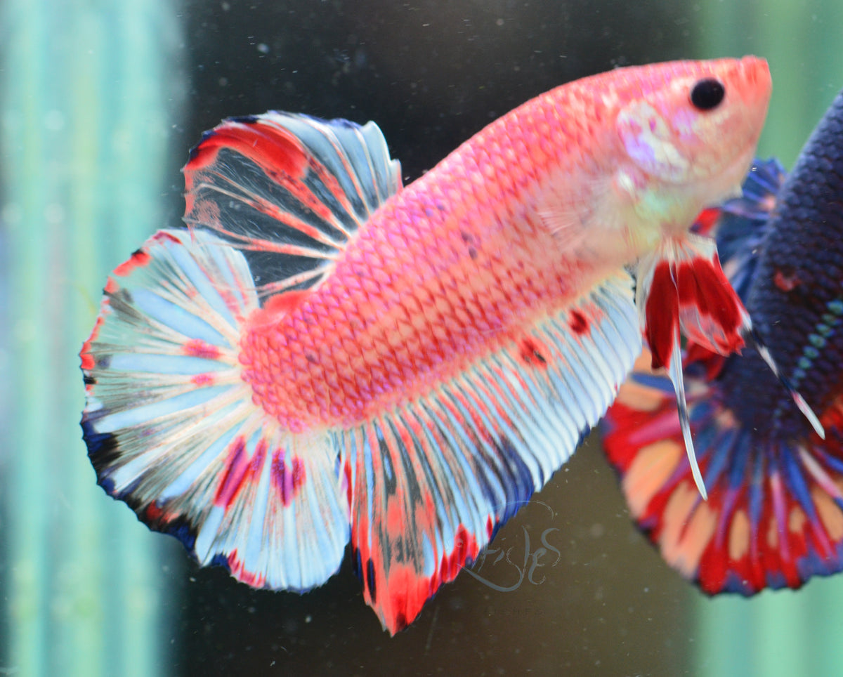 Giant Red Marble HMPK Male