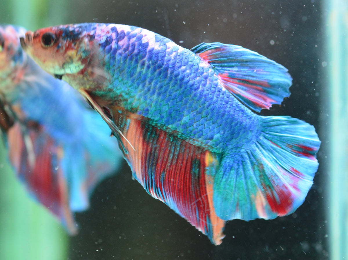 Giant Turquoise Marble HMPK Male