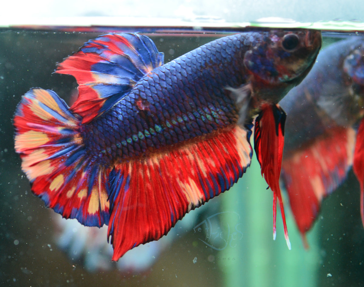 Giant Black Nemo HMPK Male