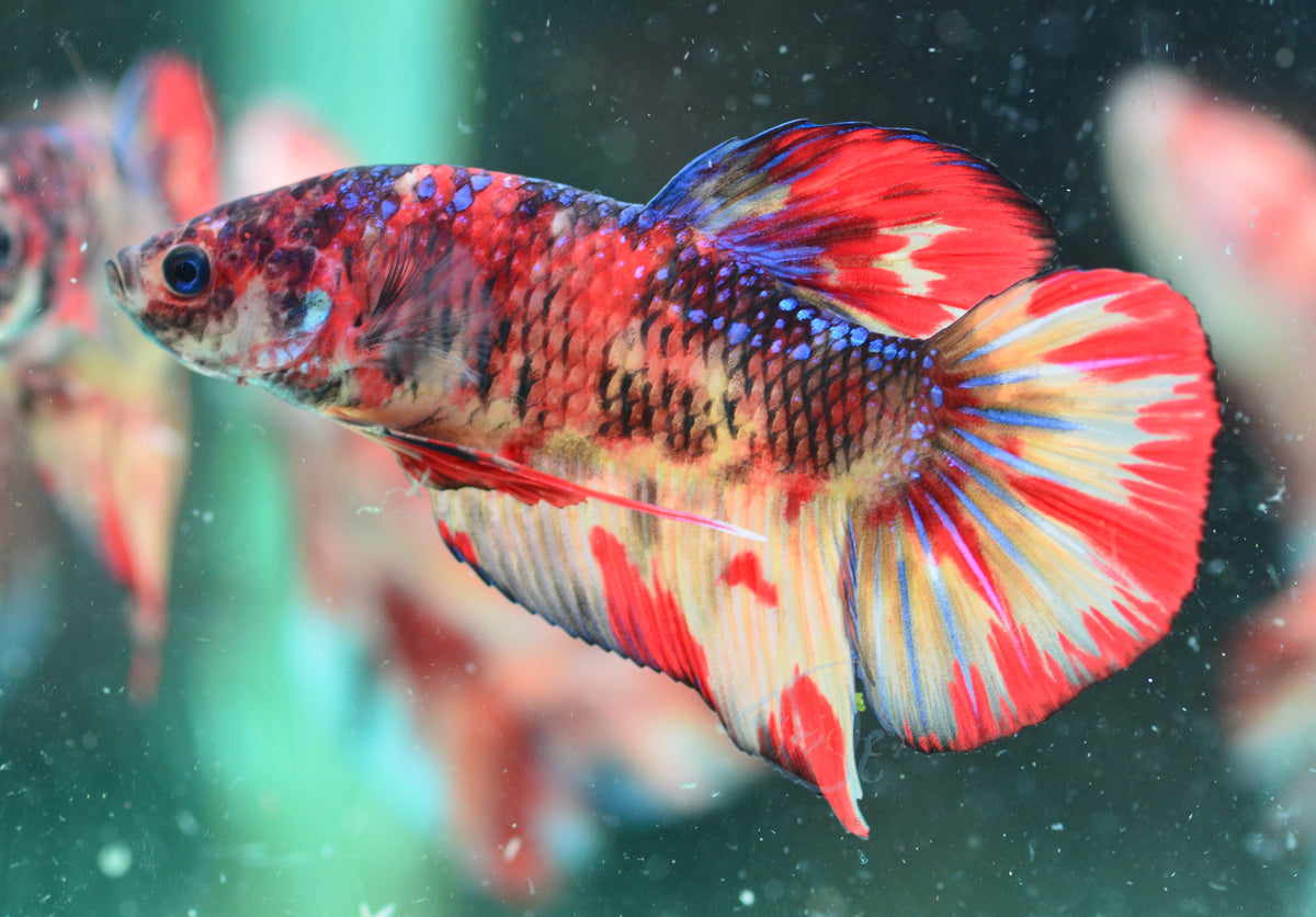 Giant Nemo HMPK Male
