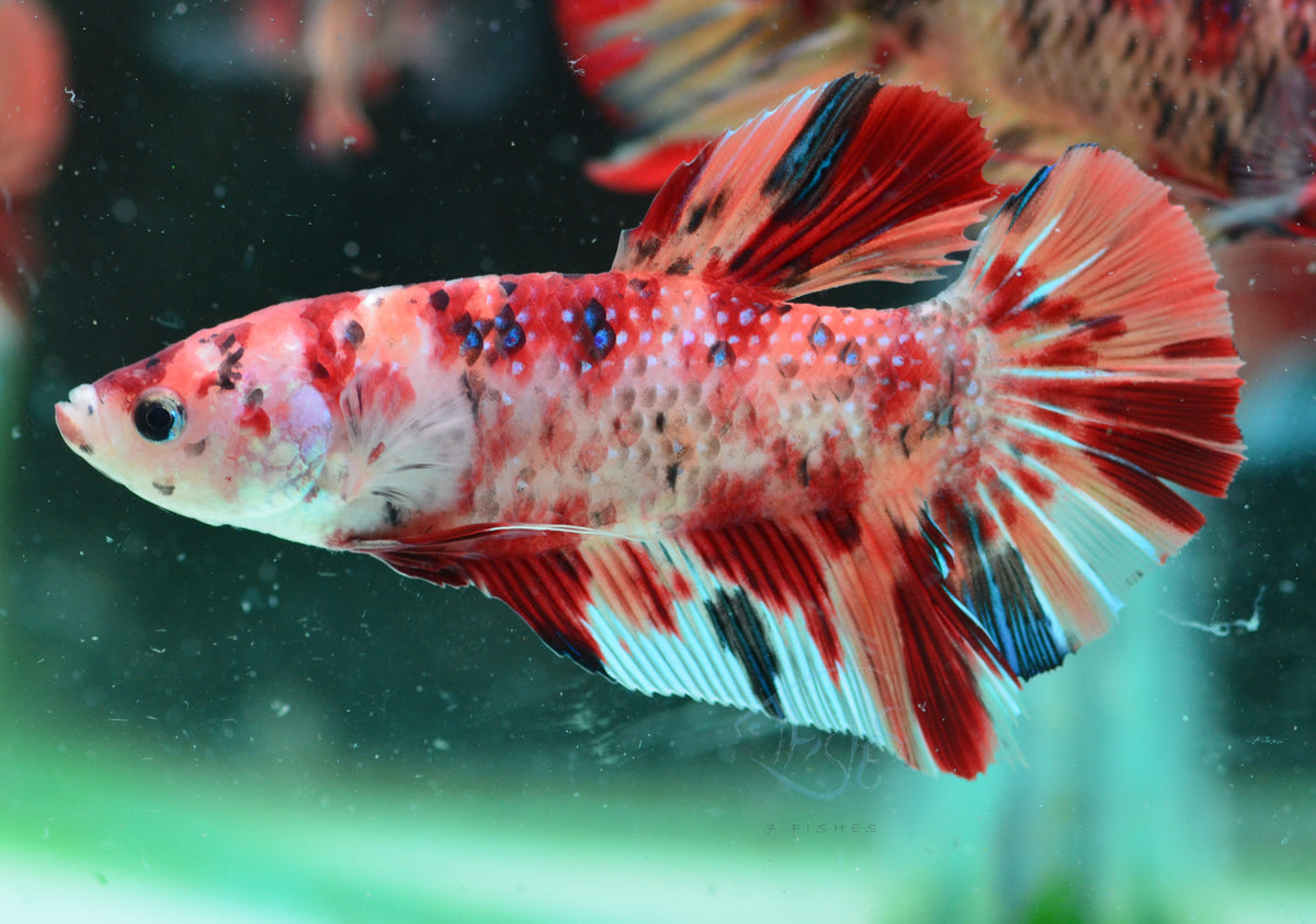 Giant Nemo HMPK Male