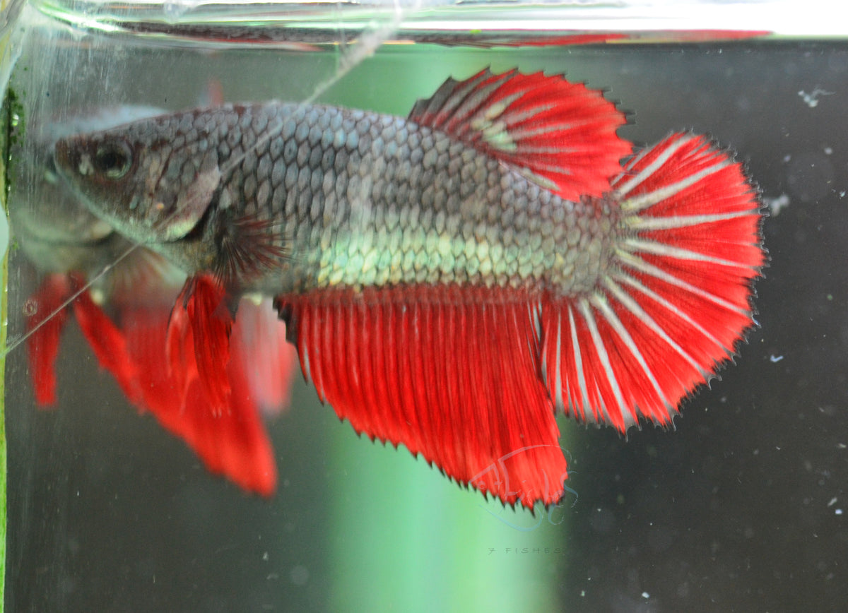 Copper Red Halfmoon Female