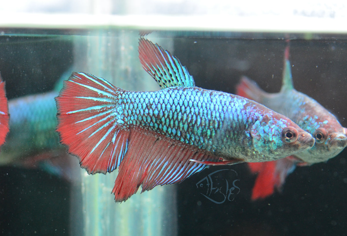 Turquoise Bicolour Halfmoon Female