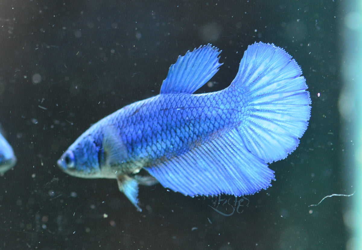 Blue Halfmoon Female