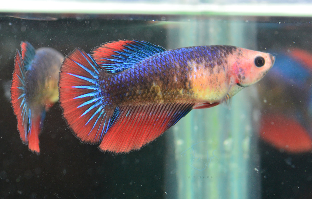 Fancy Halfmoon Female