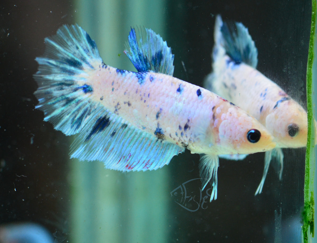 Blue Dalmatian Halfmoon Female