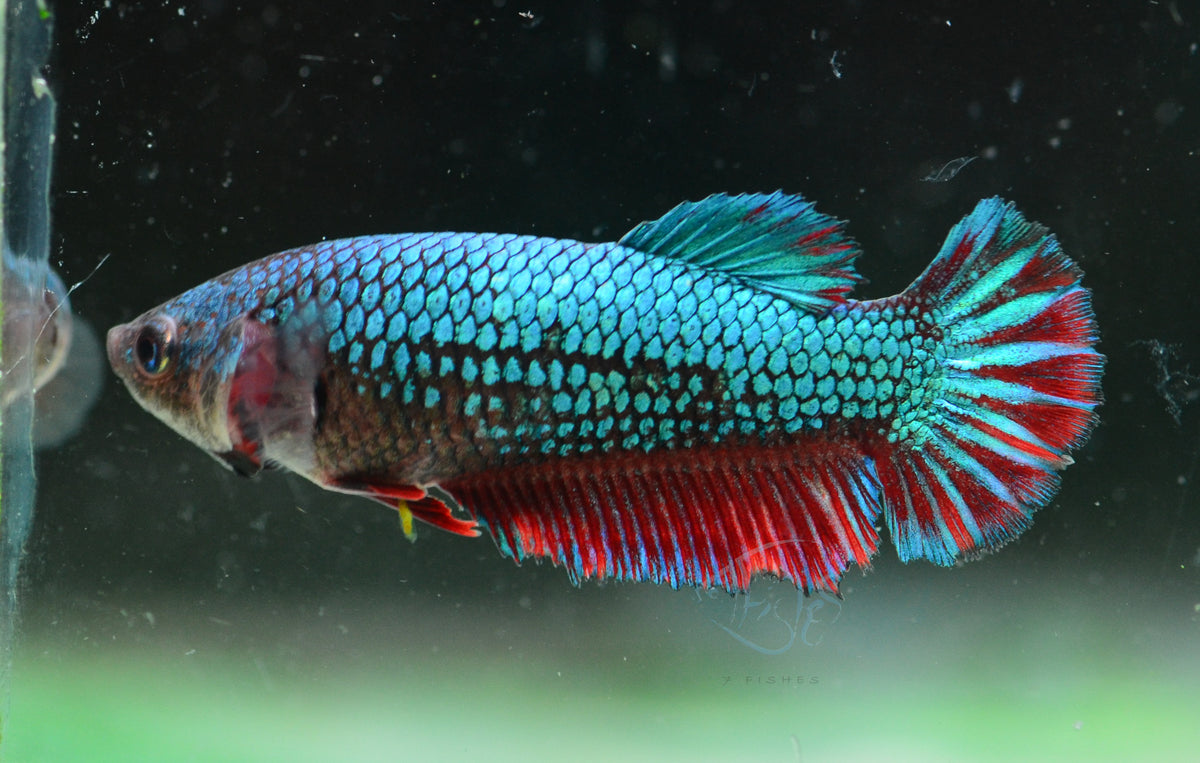Turquoise Bicolour Halfmoon Female