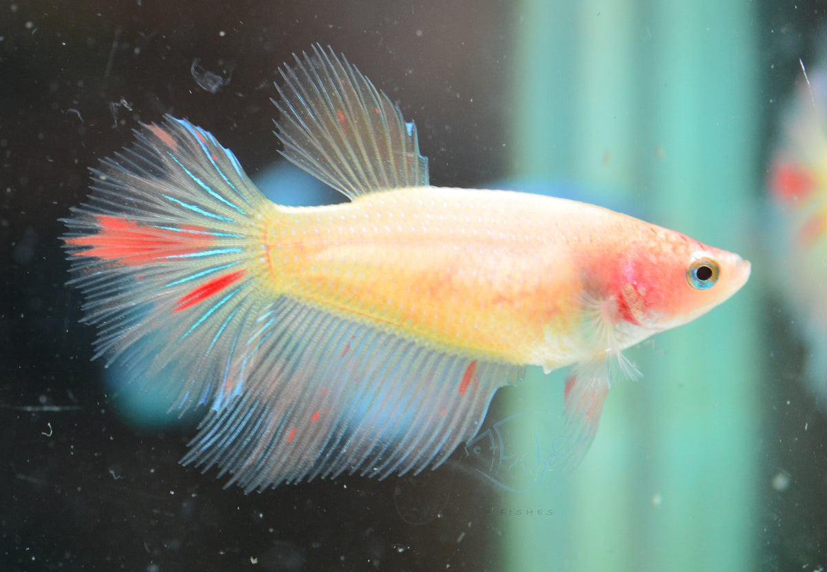 Vanda Halfmoon Female