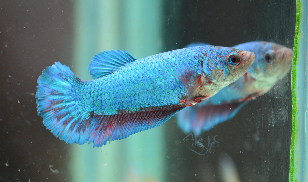 Turquoise Halfmoon Female