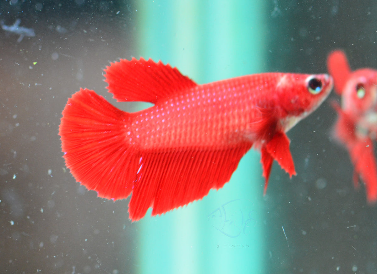 Red Halfmoon Female