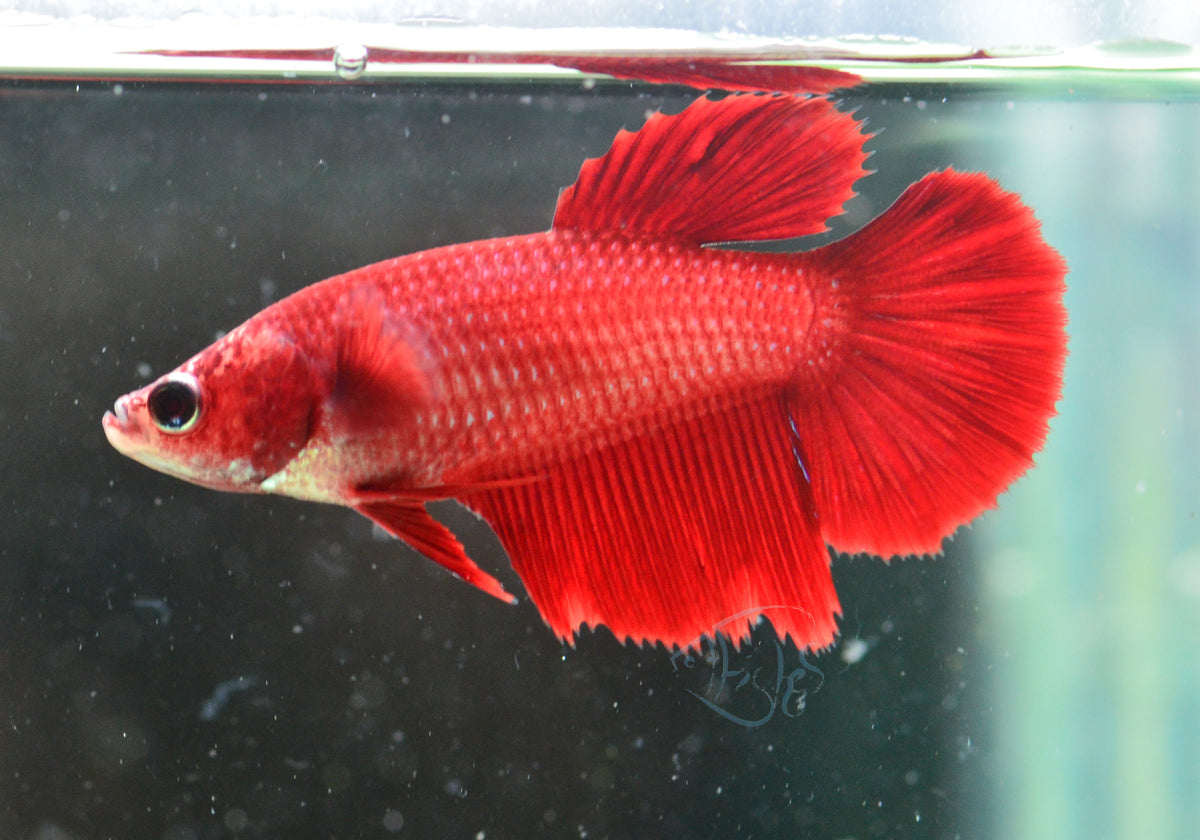 Red Halfmoon Female