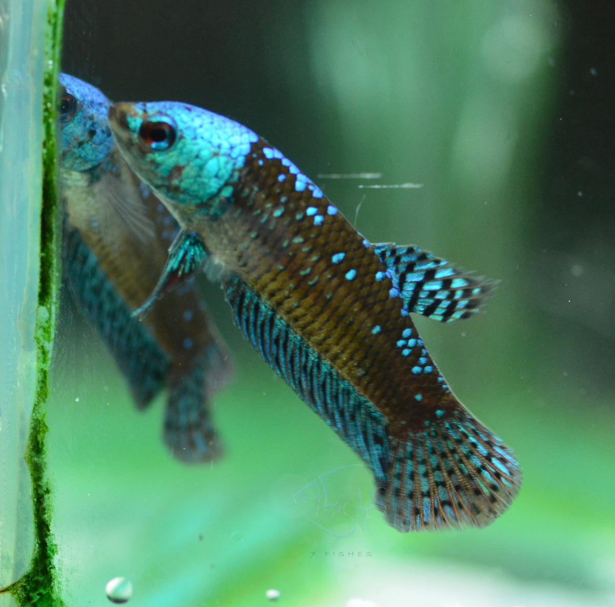 Green Alien Samurai Female