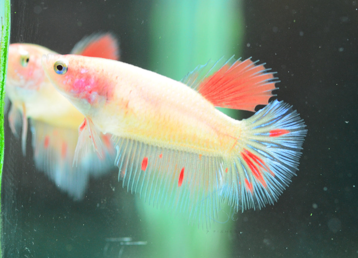 Vanda Halfmoon Female